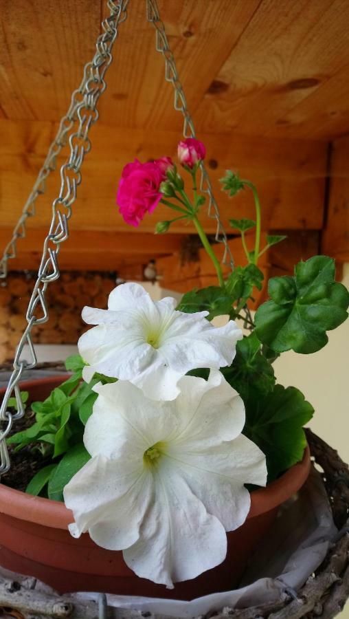 Forest Rustic Apartment Brdy Vesin Zewnętrze zdjęcie